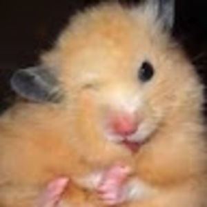 Meet your Posher, Toby